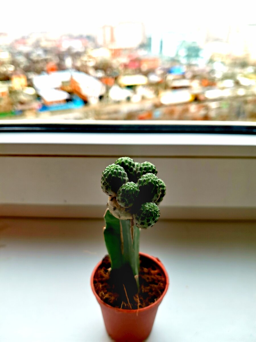 Жена-колючка. Фото авторки