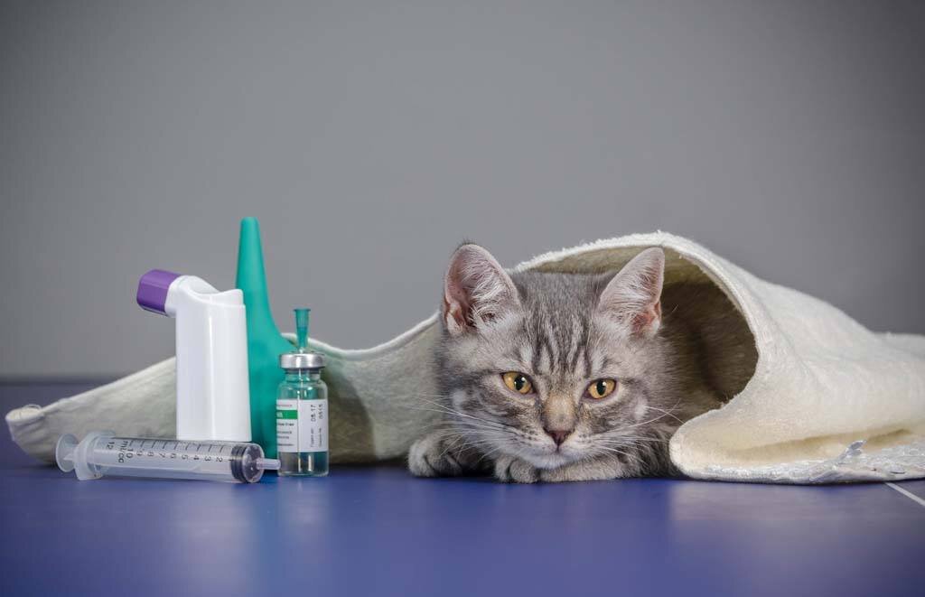Инфекционные болезни кошек | ВЦ «Зоовет» | Ветеринария | Дзен