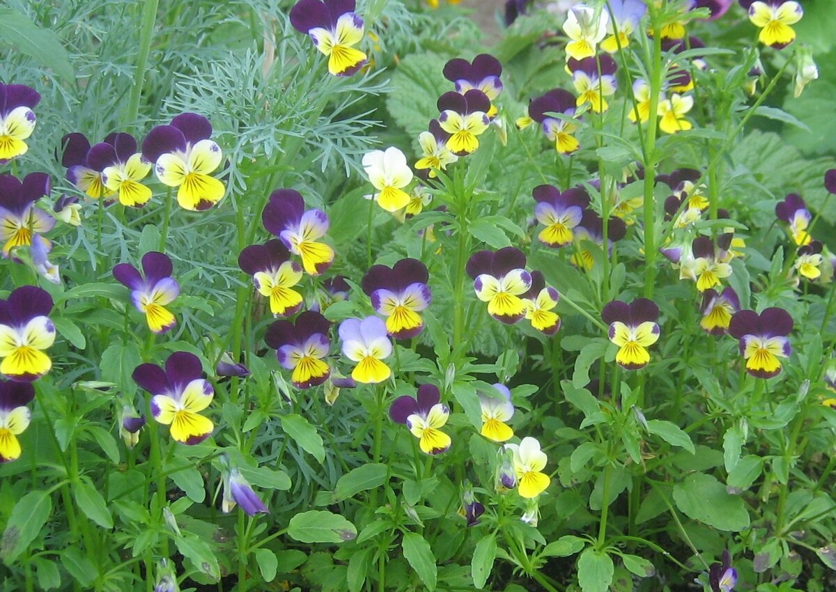 Анютины глазки, многолетние, фото автора