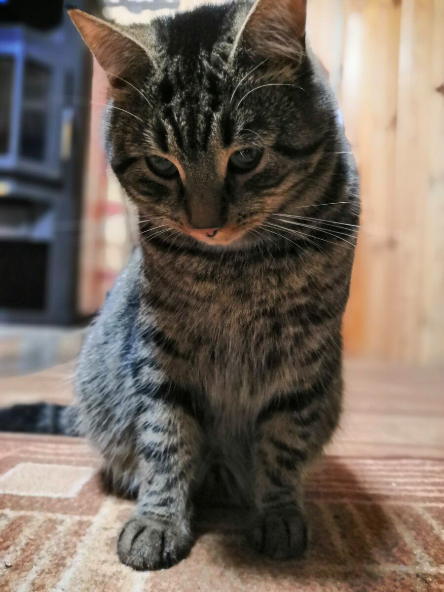 Когда Кузе не досталось картошки)))