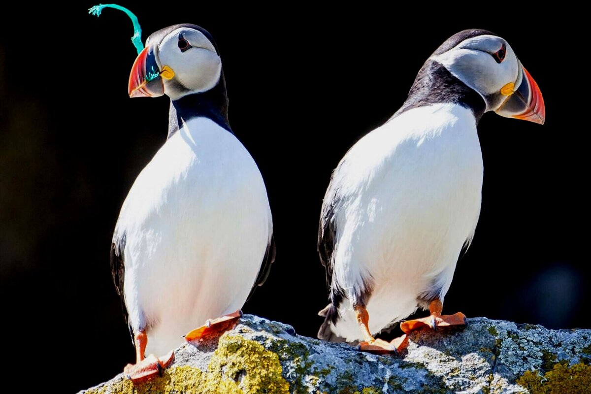 Тупики, являясь морскими птицами, страдают от пластика ничуть не меньше более известных чаек и альбатросов.