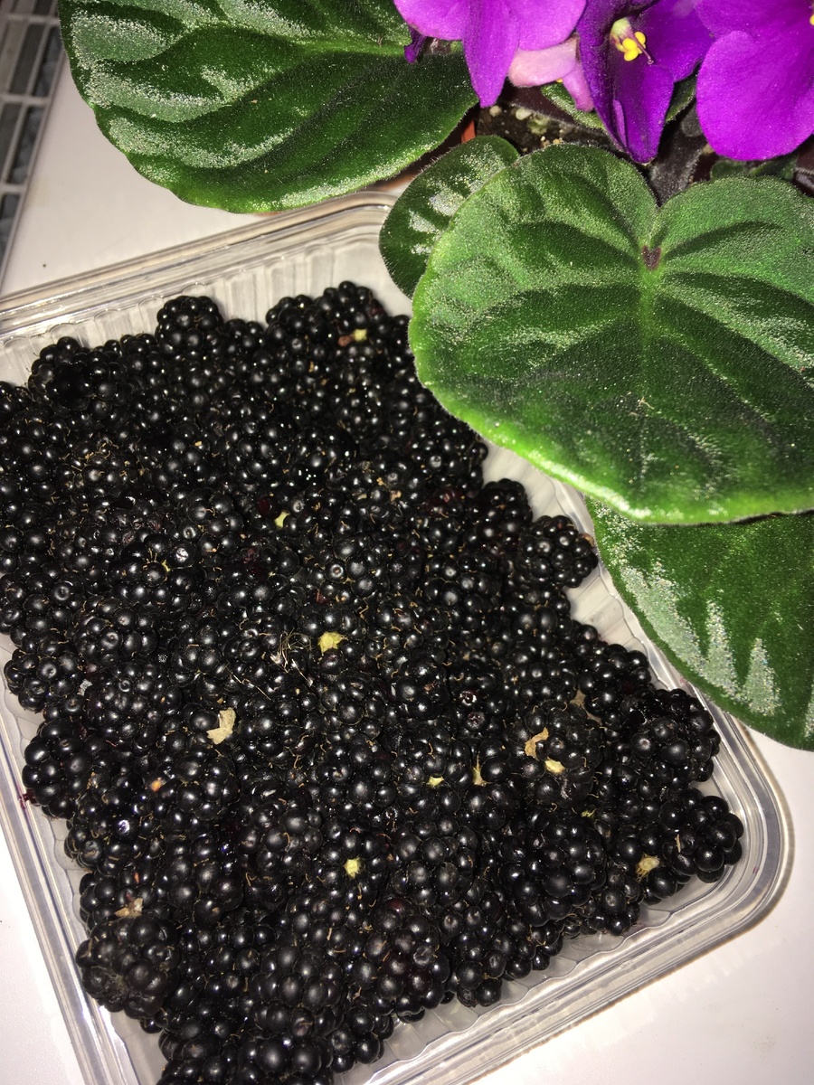 Ежевика для ягодного курда