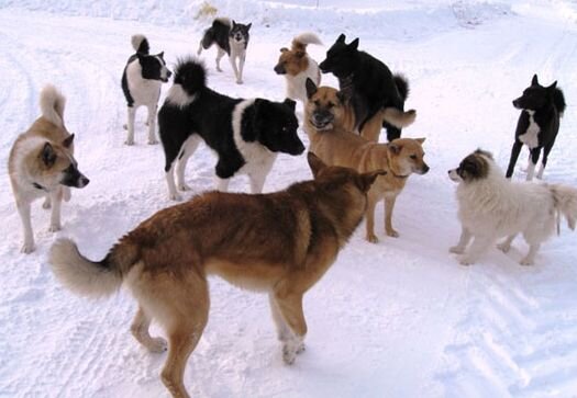 Свадьба в разгаре