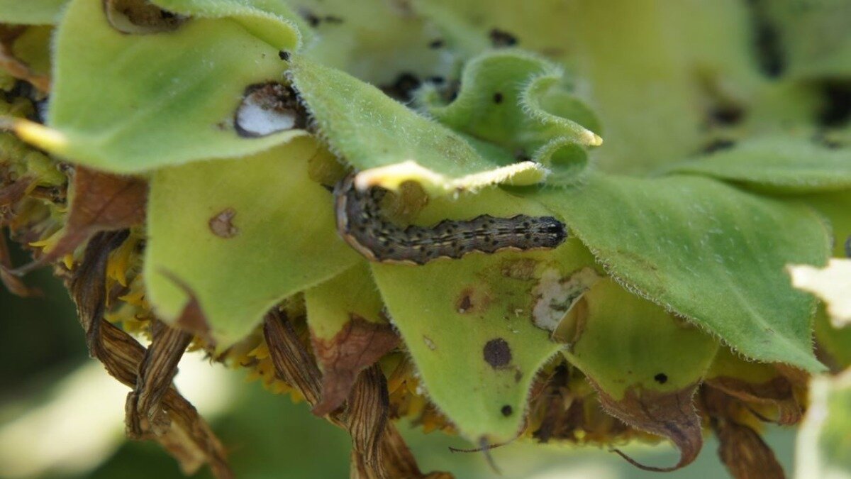 Взрослая гусеница хлопковой сопки на подсолнечнике 