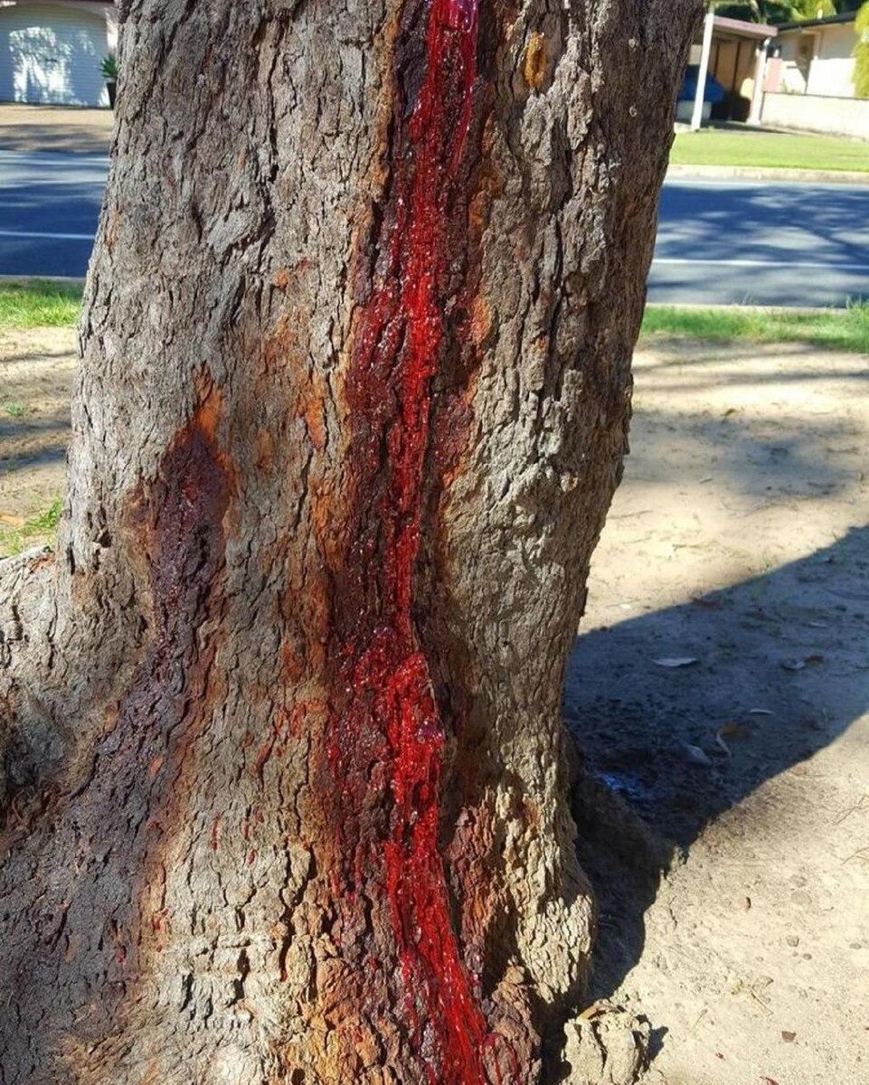 Смола драконового дерева