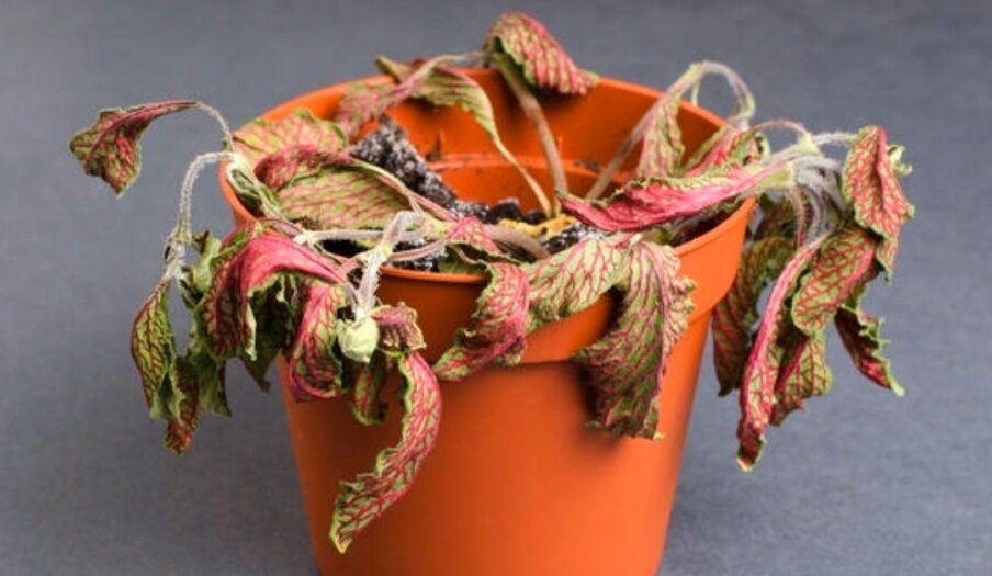 фото из google.com