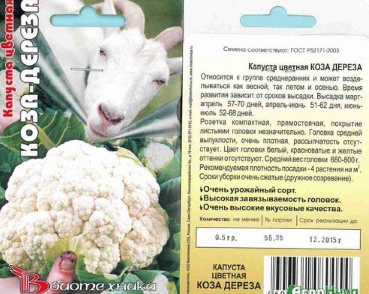 Капуста сорт коза дереза фото Выращивание цветной капусты. Мои рассадные мучения. Сорт Коза-Дереза. 8 соток в 