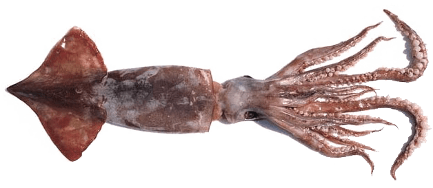 Гигантский кальмар