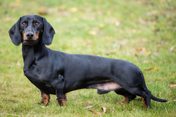 Таксы имеют развитое чувство собственности и хорошо отличают своих и чужих. Конечно, маленький песик не сможет полноценно защитить территорию и имущество, но сигнализирует об опасной ситуации лаем. Кроме того, содержать такс в загородном доме намного безопаснее, чем в квартире. На участке питомцам проще реализовать свою любовь к рытью норок и выплеснуть энергию (хотя огород при этом может пострадать).