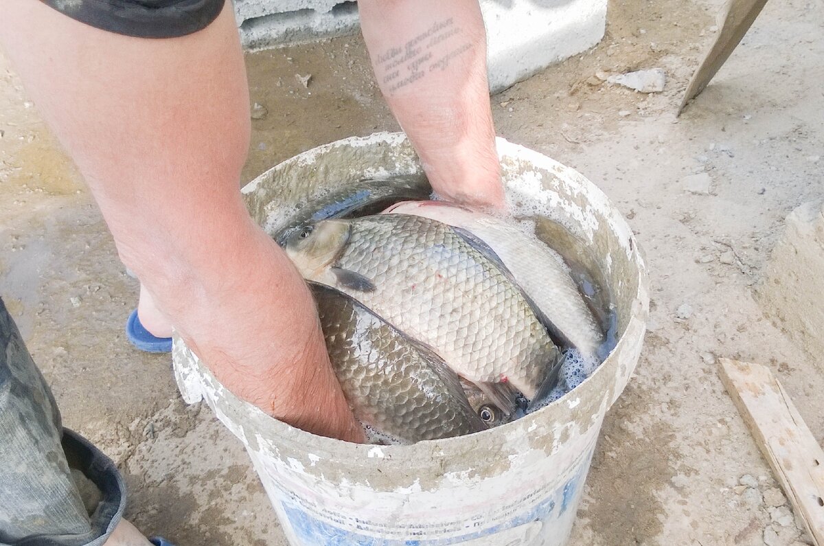 Улов за 40 минут.