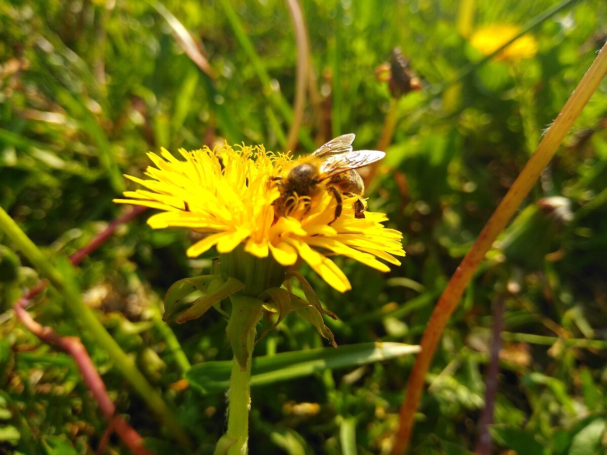 Одуванчик лекарственный. Его по праву можно отнести к наиболее распространенным растениям на планете. Цвести начинает в начале июня. Характерен небольшим медосбором, но зато довольно продолжительным. Средняя продуктивность составляет 50 кг с 1 га
