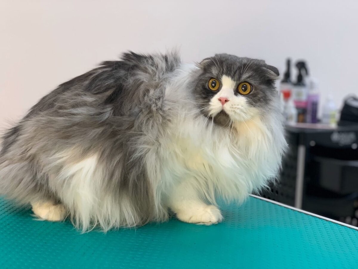 Честер до стрижки. 