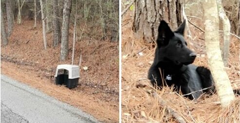 Питомец,Собака,Немецкая овчарка