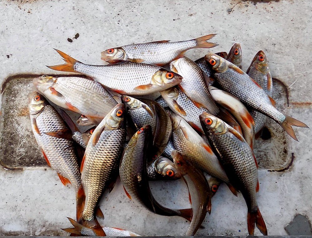 Прикормки для рыбалки своими руками