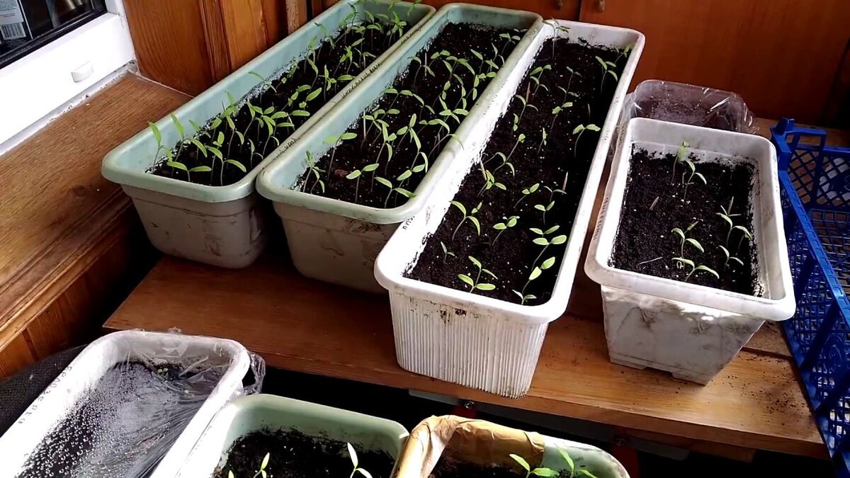 Фото из интернета. Примерно также выглядит моя рассада. Фото добавила для наглядности.