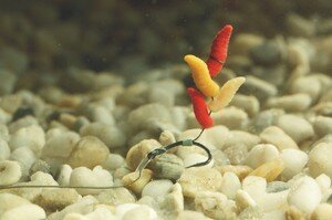 Температура должна быть близкой к нулю градусов по Цельсию. Если же температура достигает 10 градусов, то начинается процесс окукливания. Конечно, в жару он происходит намного быстрее. Но это для нас значения не имеет. Ведь данный процесс все равно необратимый. При этом не следует опускать значение температуры до минусовых показателей. В этом случае ваша наживка может попросту погибнуть. Данные условия являются для них экстремальными. В общем, нужно соблюдать меру.