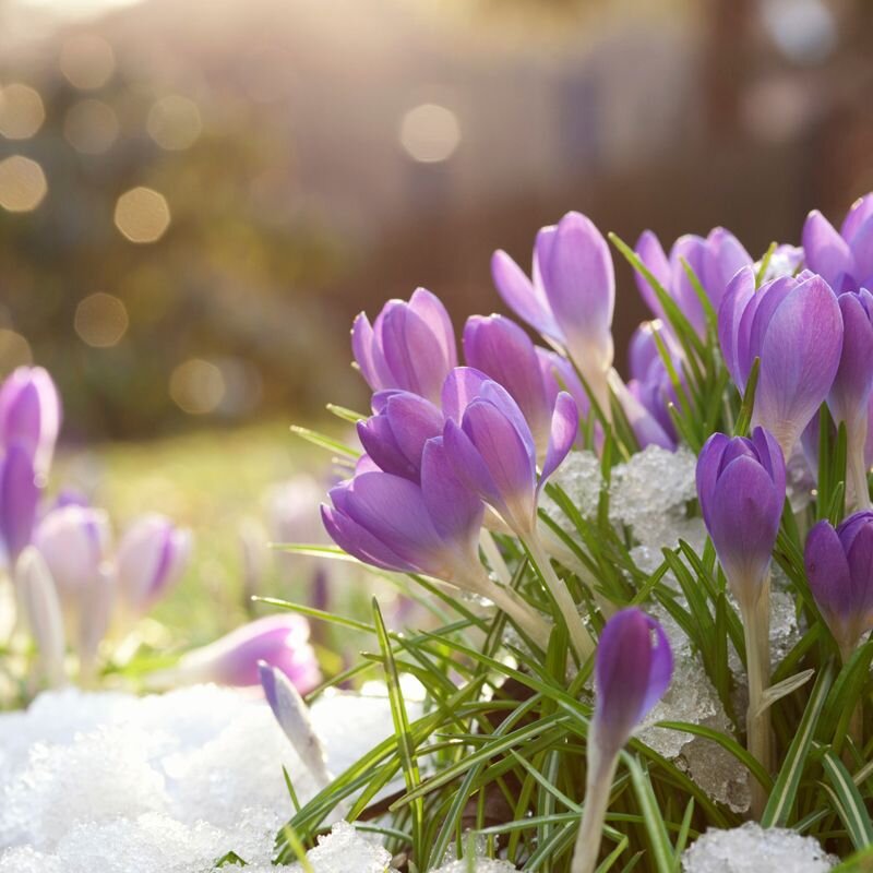 Яндекс картинки 