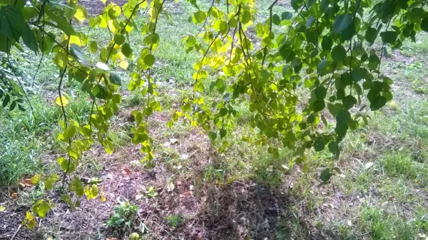 Автор - фото собственное