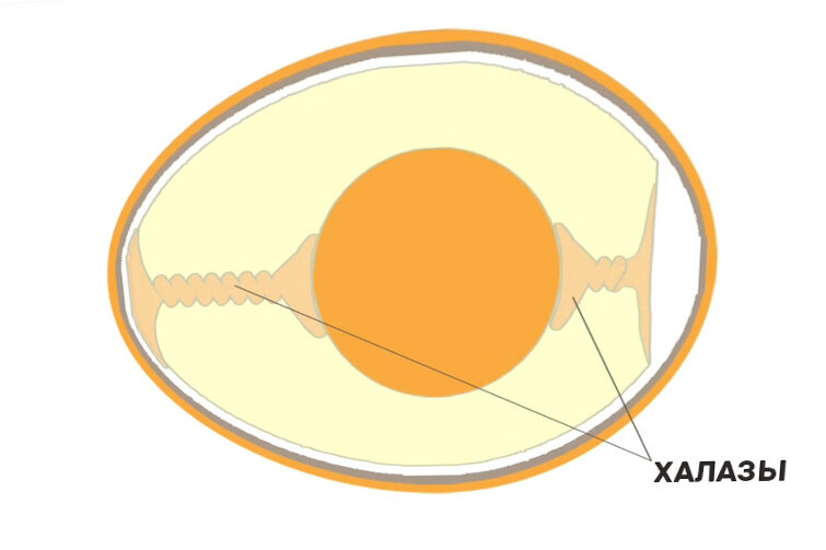 Строение куриного яйца