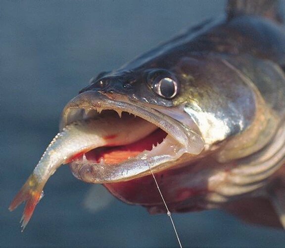 Хороший судачок попался!