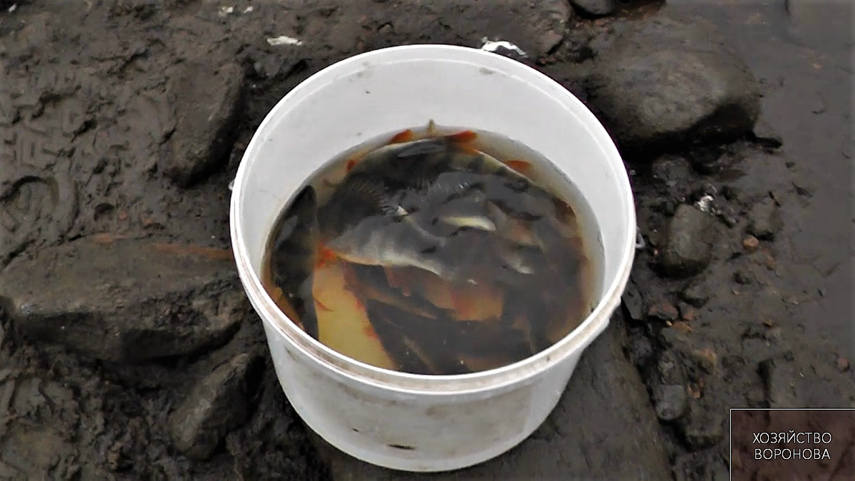 Окунь за 20 минут