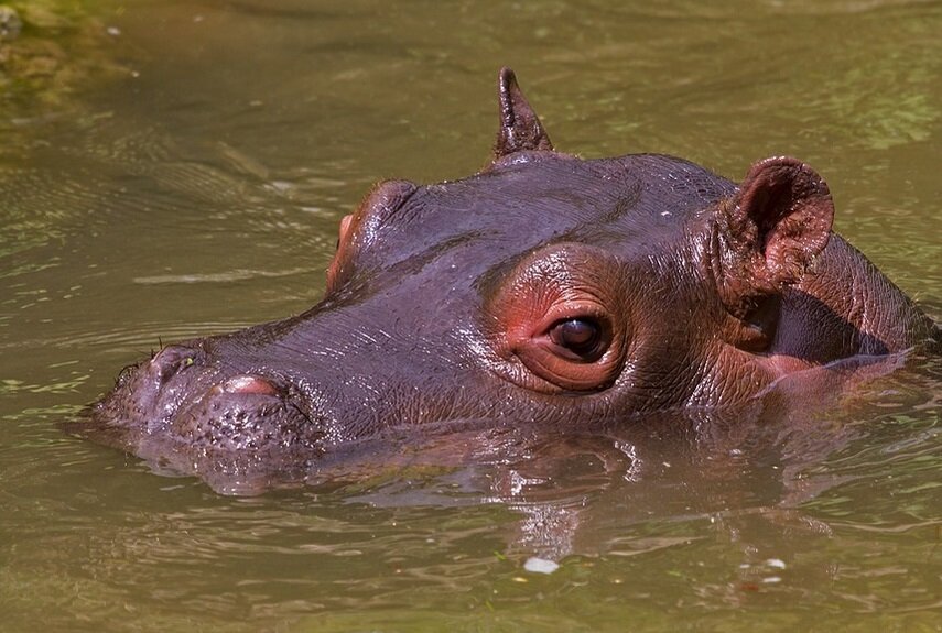 Бибиго-му в своей естественной среде