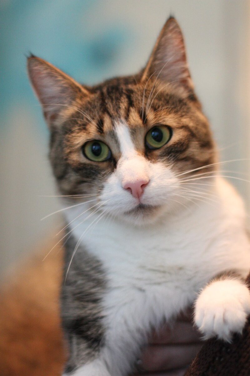 Спартак-Борис-Барсик