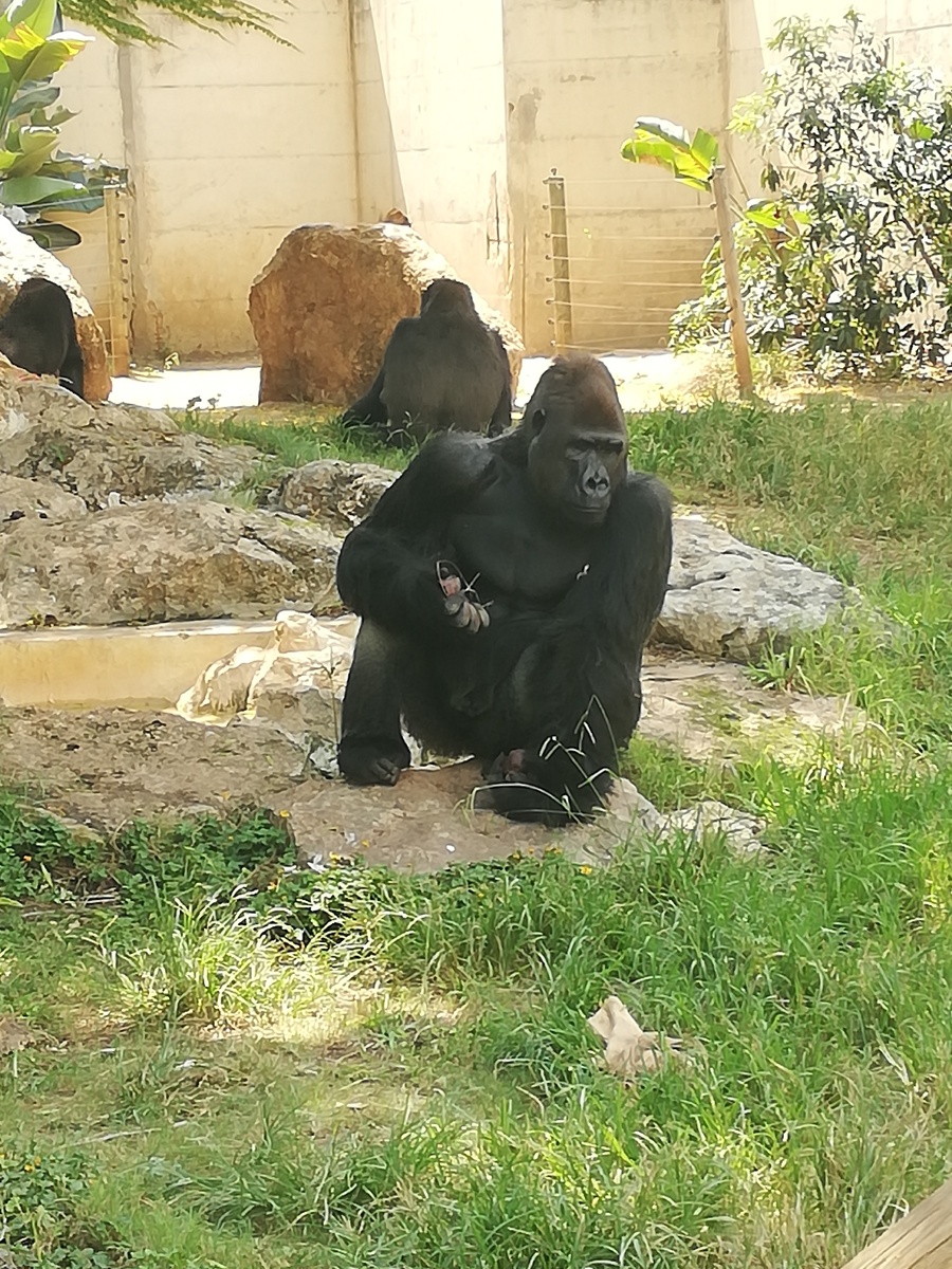 Фото из архива автора. Зоопарк. Израиль
