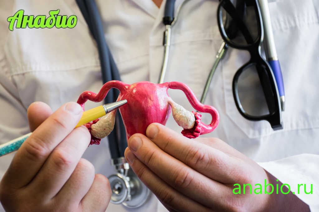 Макет матки