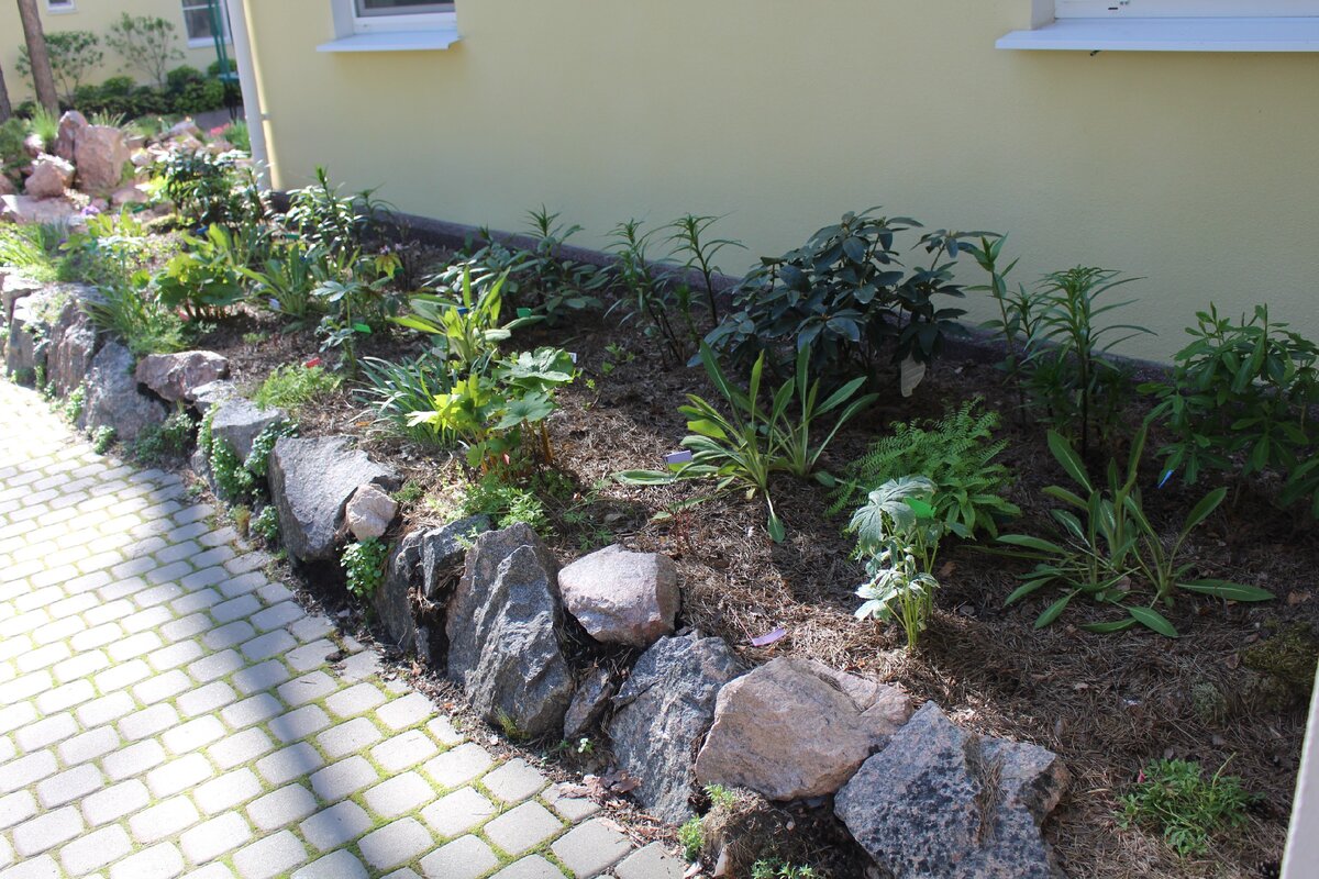 Теневой цветник ранним утром 3 июня