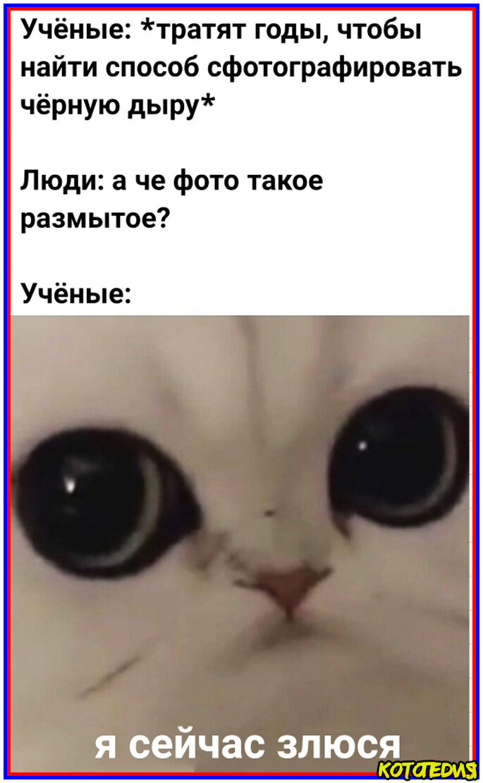Мемы с котами без мата