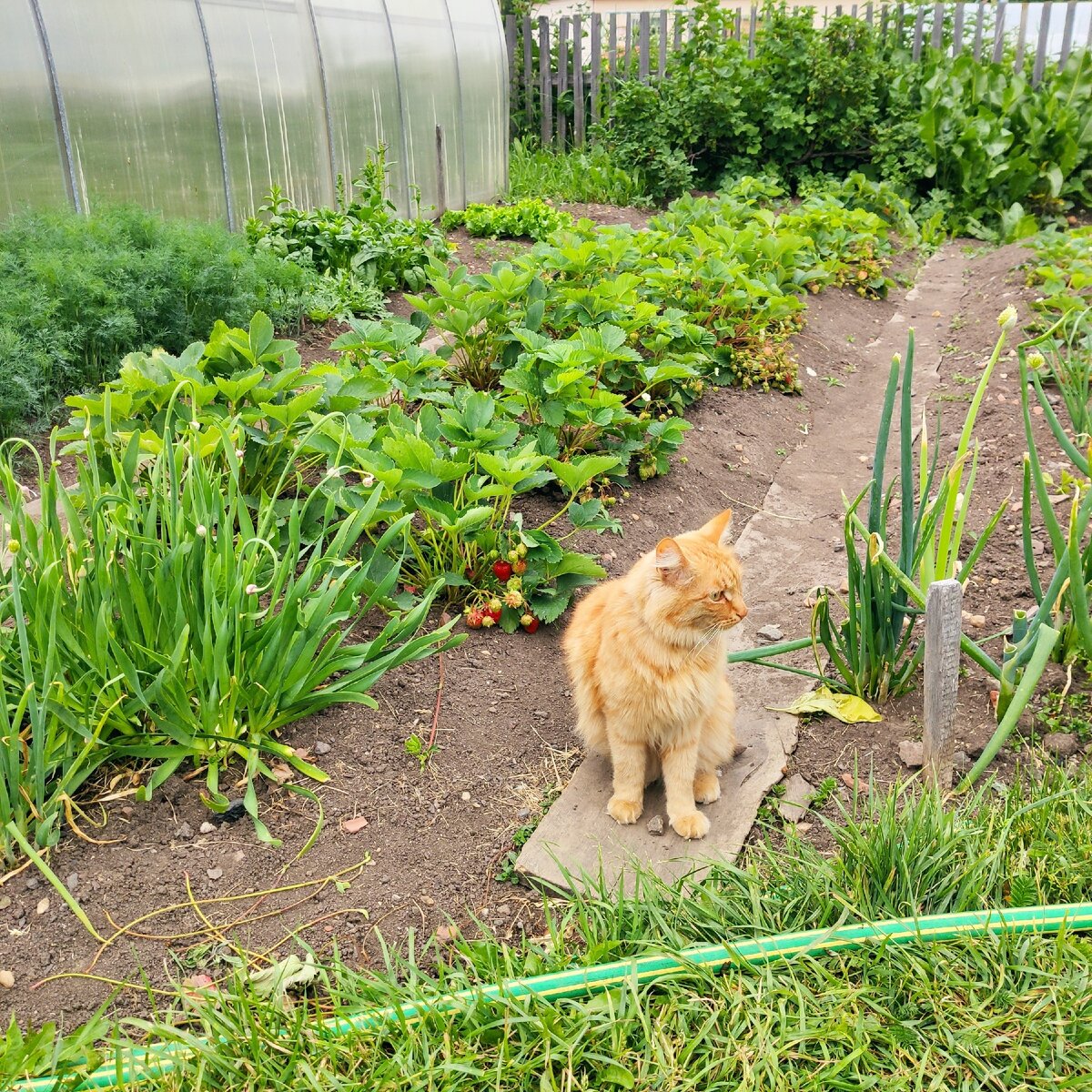 Кот охраняет плантации