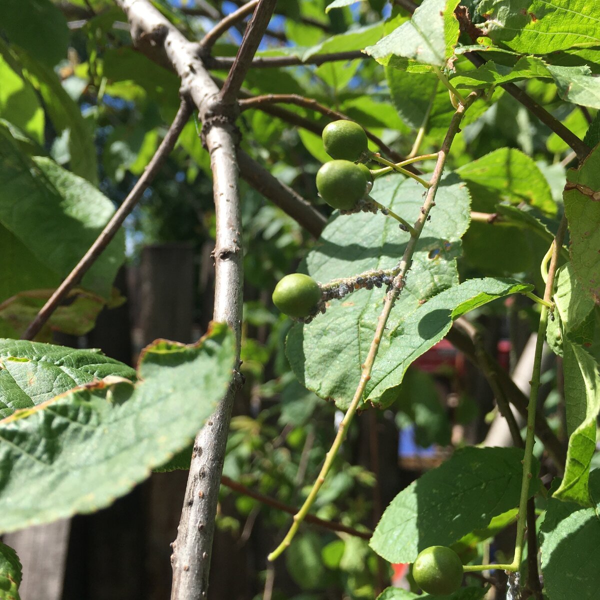 Даже на плодоножках присосалась тля! Видно, что часть ягод уже осыпалась(