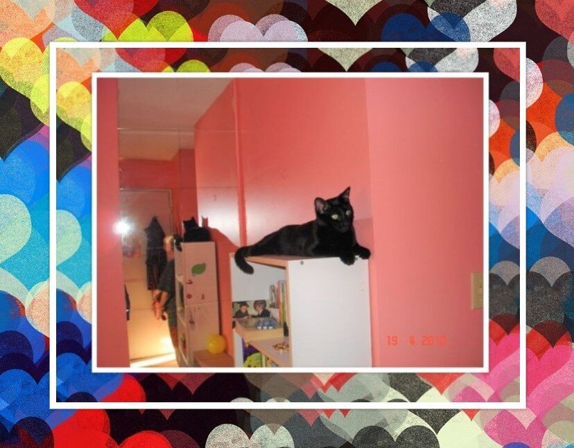 Котик Соник  Фото и коллаж личные