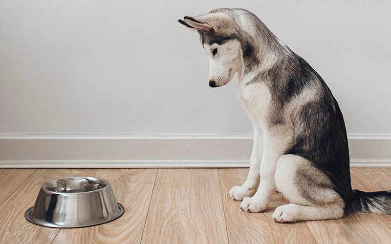 Вопрос, на мой взгляд, нужно ставить не так: как убедить владельца, что его действия буквально убивают собаку? Фото buttercms.com