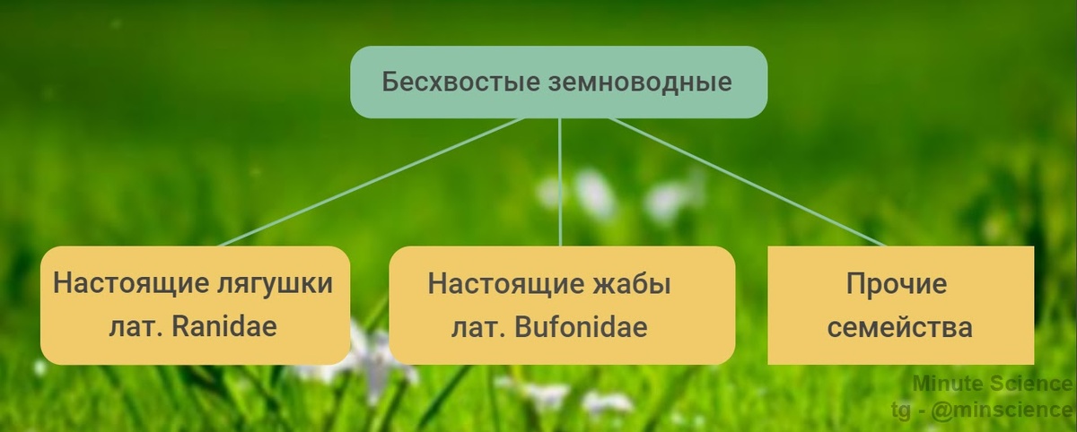 Таксономическое древо отряда бесхвостых земноводных
