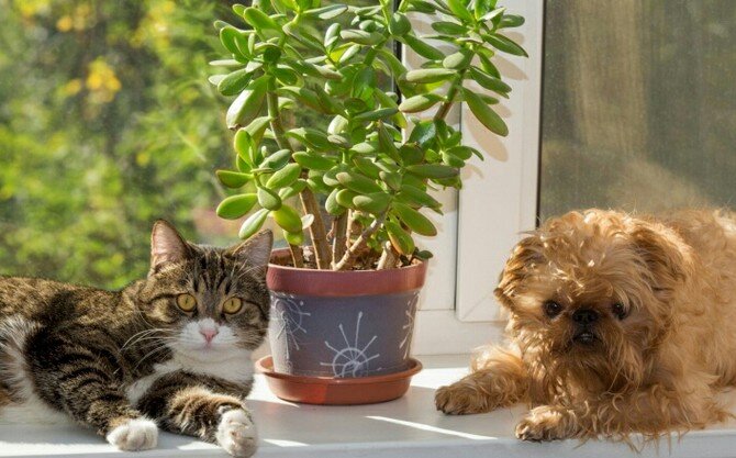 Фото из открытых источников