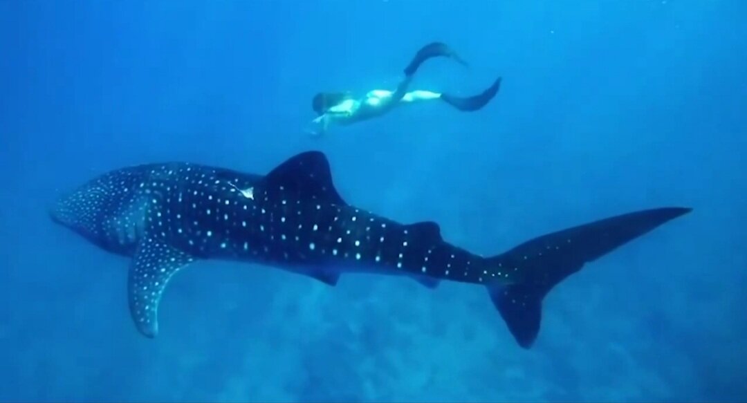 Есть фрагмент фото, но не видео