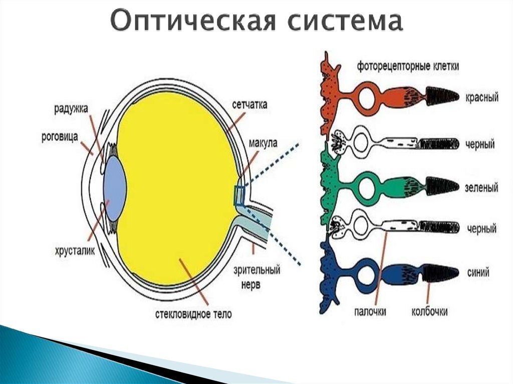 Палочки обеспечивают цветное изображение а колбочки черно белое