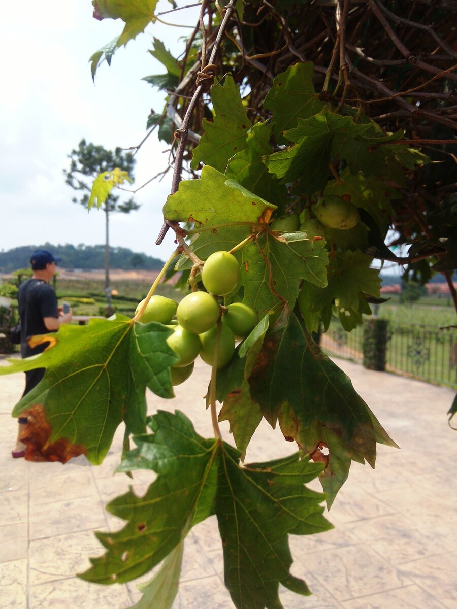 виноградники на Silver lake 