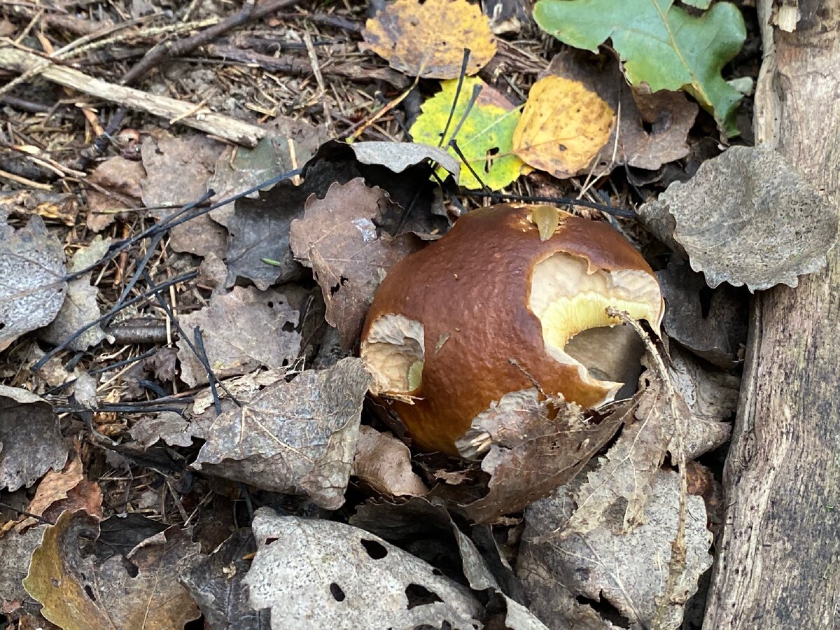 Поеденный, но крепкий. 
