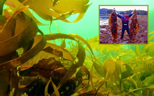 Ламинария — род бурых водорослей, ценный лечебно-диетический продукт питания