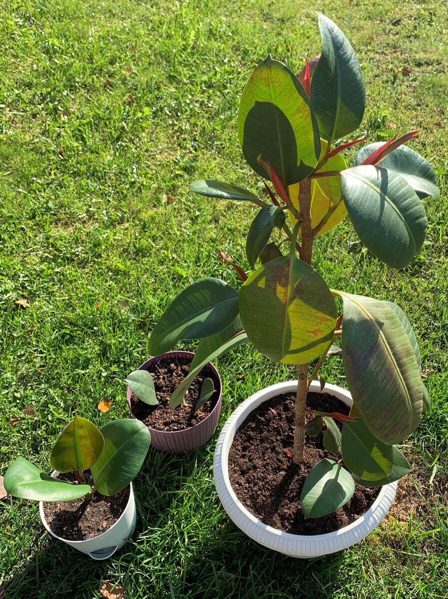 Пораженный Фикус каучуконосный, Сентябрь 2020 г. Личный архив