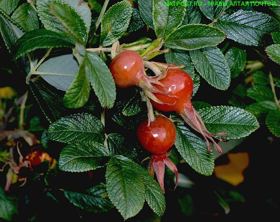 Шиповник коричный