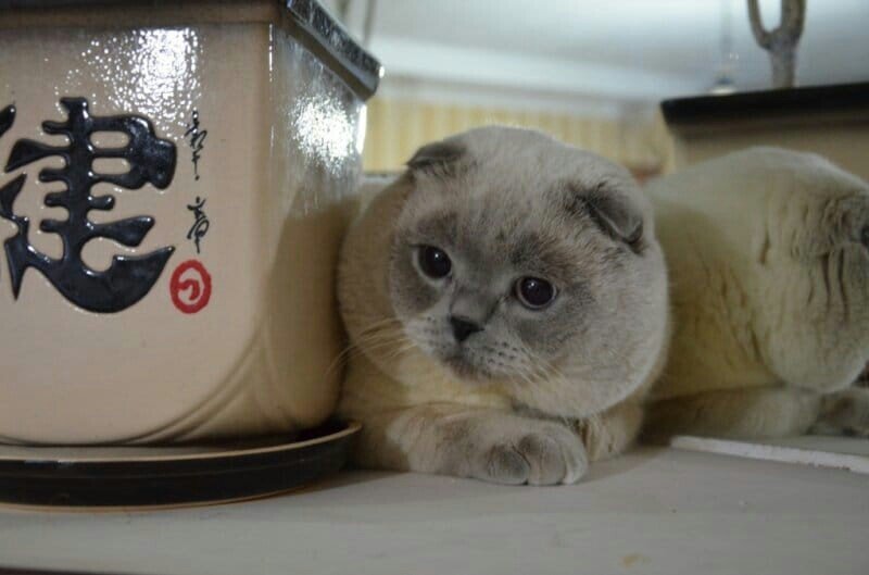 Папа нашего Кевина