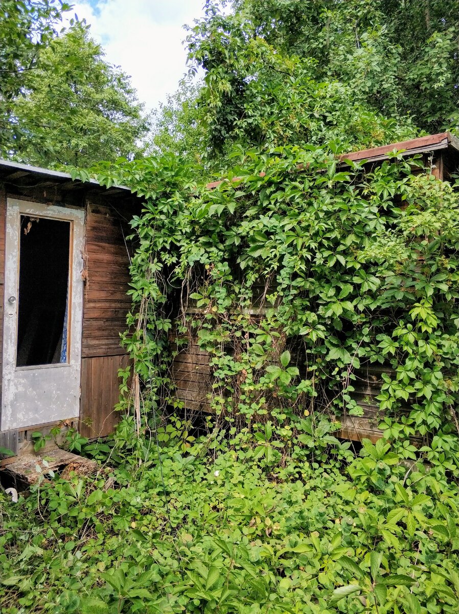 Сарай в гуще лиан