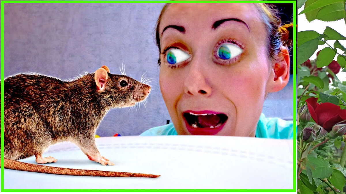 Как испугать мышь. Против мышей. Отпугивания мыши. Против мышей. Пугатели крыса.