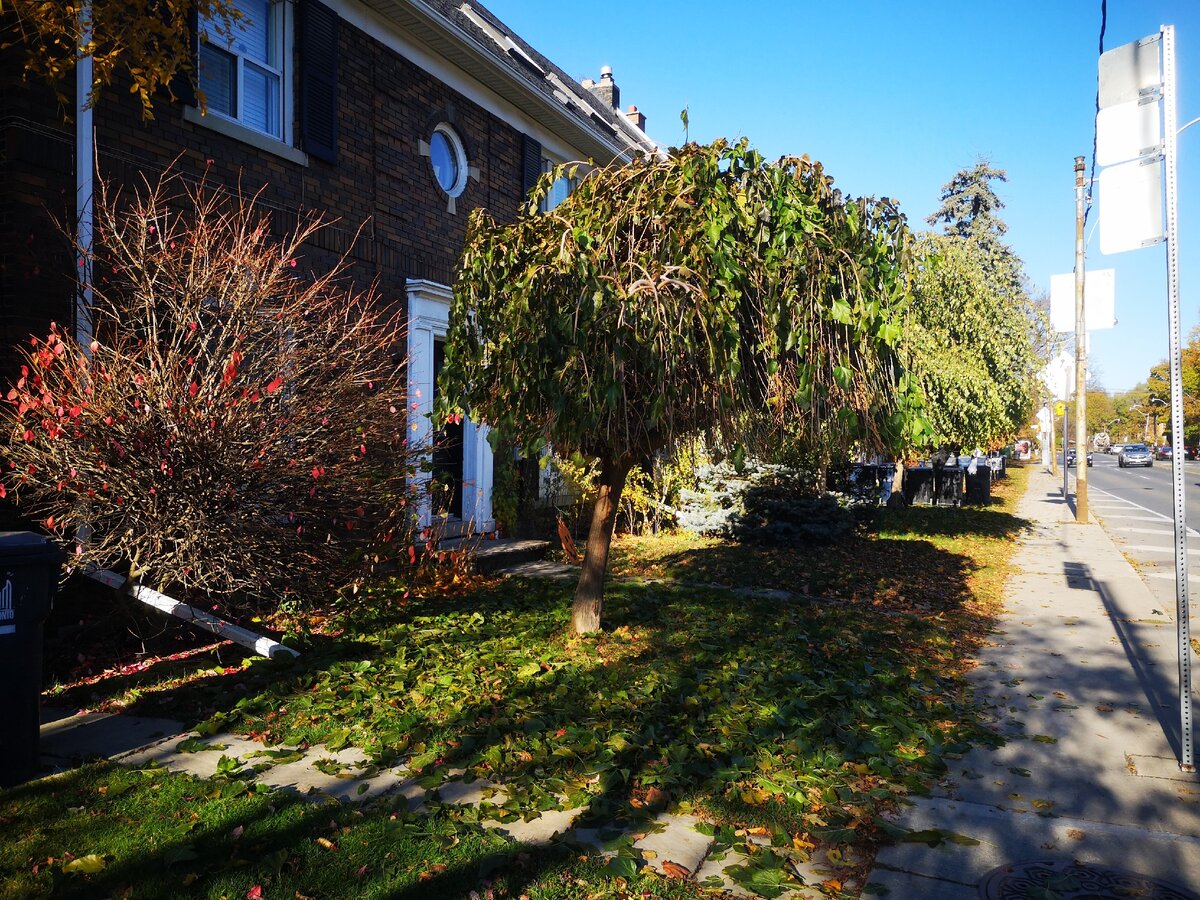 В густосплетенных ветвях любят селиться воробьи.