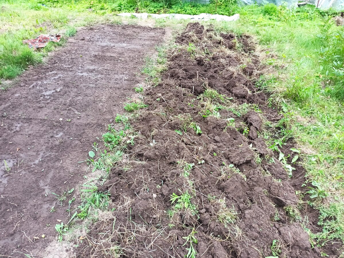 Фото автора. Копка целины.