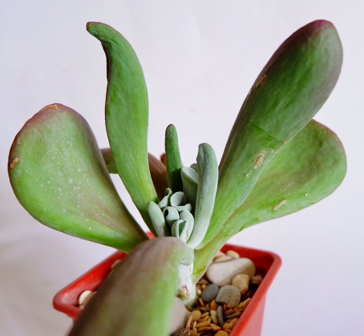 Kalanchoe luciae 'Oricula'
